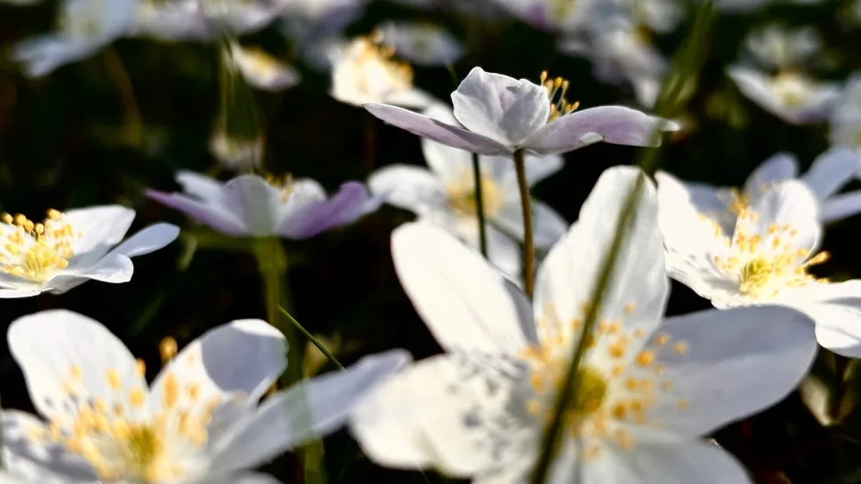 Blumenwiese